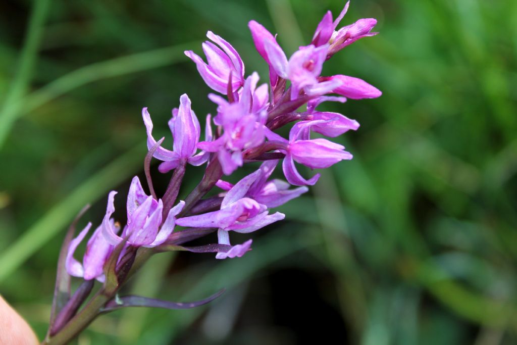 Ibrido? no, lusus di Dactylorhiza